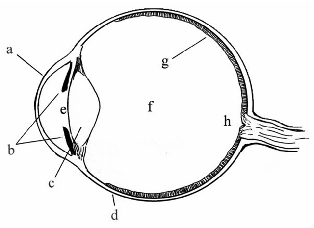 The basic anatomy of the human eye. This simplified cross-sectional view of the eye shows the major structures to be discussed in this topic. (a) Cornea; this is the transparent front surface of the eyeball. (b) Iris; the colored portion of the eye, surrounding and defining the pupil as seen from the front. (c) Lens; the lens is a transparent, disc-shaped structure whose thickness is controlled by the supporting fibers and musculature, thereby altering its focal length. Along with the refraction provided by the cornea, the lens determines the focus of images on the retina. (d) The sclera, or the “white” of the eye; this is the outer covering, which gives the eyeball its shape. (e) Pupil. As noted, the size of the pupil, which is the port through which light enters the eye, is controlled by the iris. The space at the front of the eye, between the lens and the cornea, is filled with a fluid called the aqueous humor. (f) Most of the eyeball is filled with a thicker transparent jelly-like substance, the vitreous humor. (g) The retina. This is the active inner surface of the eye, containing the receptor cells which convert light to nerve impulses. (h) The point at which the optic nerve enters the eye and connects to the retina is, on the inner surface, the optic disk, which is devoid of receptor cells. This results in a blind spot, as discussed in the text.