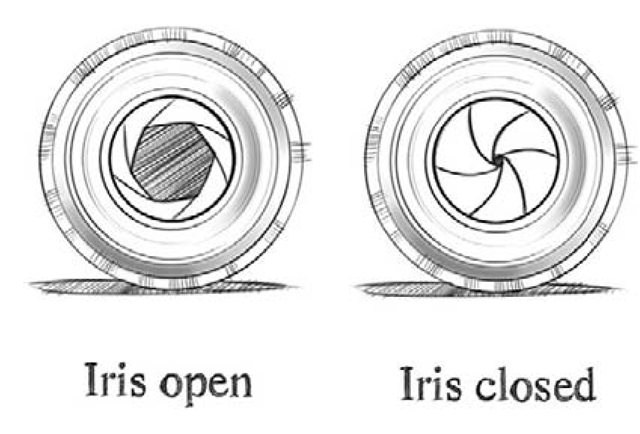 Drawing of an open and a semi-closed iris. 