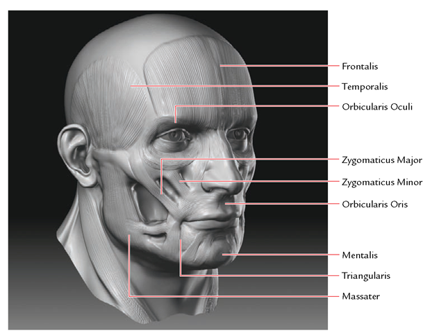 The major muscles of the face 