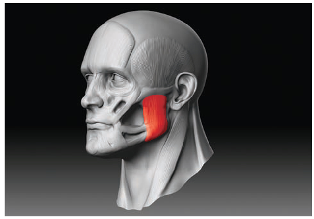 The masseter muscle fills out the side of the jaw from the cheekbone to the lower jaw. 