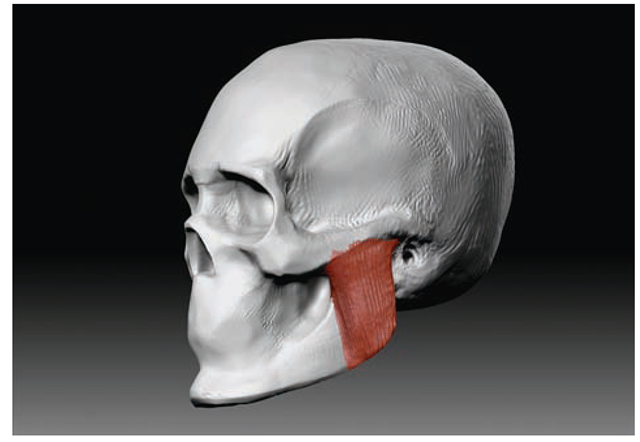 Sculpting the masseter muscle