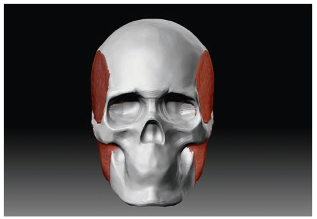    These muscles from the front view already begin to give a recognizable shape to the head. 