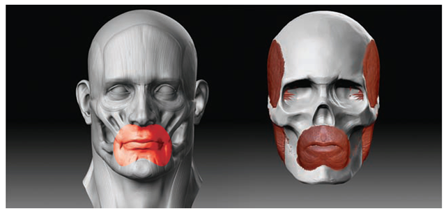 Sculpting the mouth muscle called orbicularis oris 