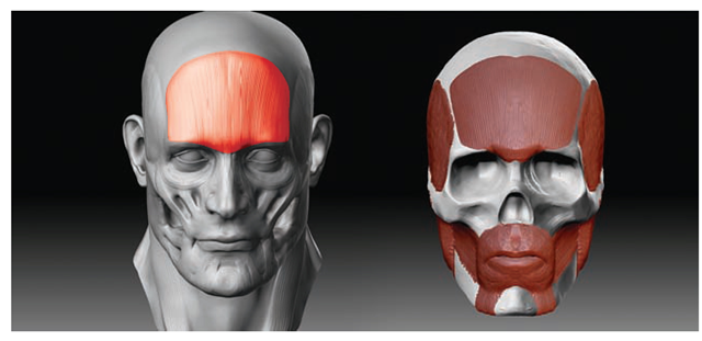 Sculpting the frontalis 