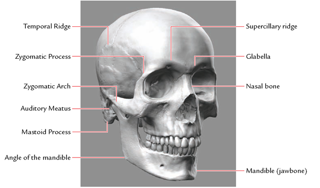 Skull with bony landmarks labeled 