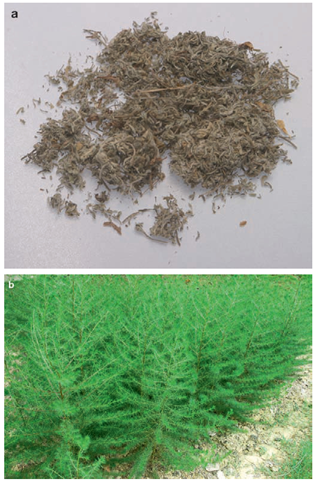  a & b Yinchenhao (Artemisia capillaris) 