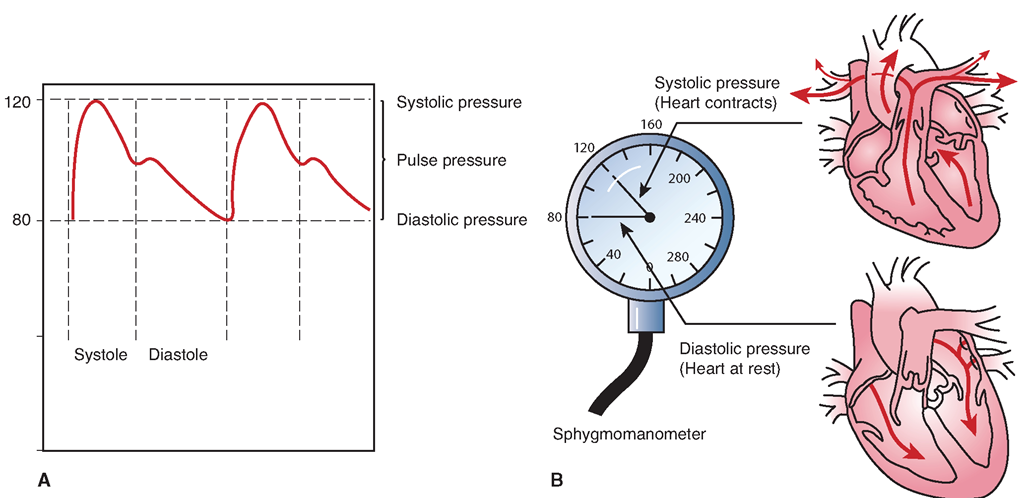 (A) Blood pressure measurement identifies the amount of pressure in the arteries when the ventricles of the heart contract (systole) and when they relax (diastole). (B) The pressure of blood in the arteries is higher during systole (SBP) and is lower during diastole (DBP).