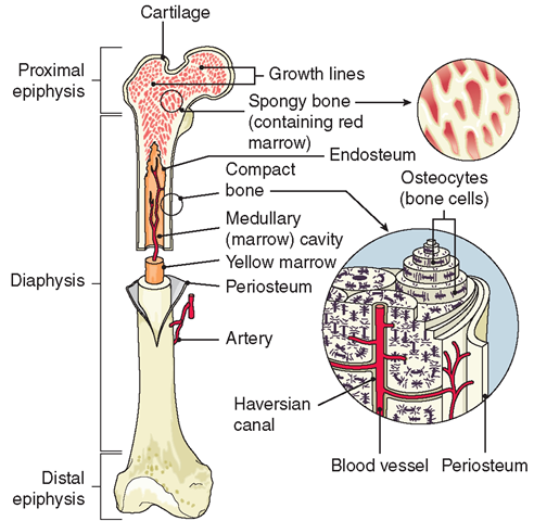The structure of a long bone; the composition of compact bone.