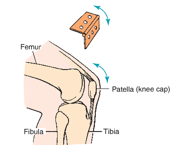 Hinge joint (knee).