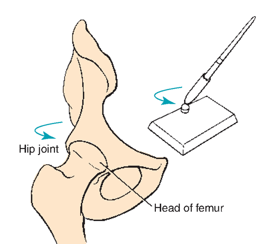 Ball-and-socket joint (hip).