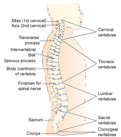 A normal spine.