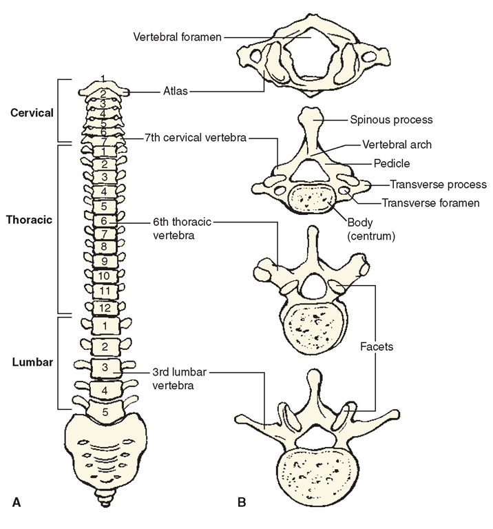  (A) Front view of the vertebral column. (B) Vertebrae from above. Note that there is cartilage between the vertebrae, called intervertebral disks.