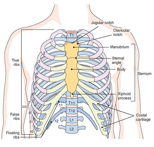 Bones of the thorax (anterior view). The first seven pairs of ribs—true ribs; pairs 8 through 12—false ribs (the last two pairs are floating ribs). The sternum is the structure shown in yellow. The thoracic vertebrae are indicated here and numbered T, TM, and T12· Li and L2 are lumbar vertebrae.