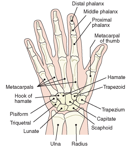 Bones of the right hand, anterior (palmar) view. The wrist contains 8 carpal bones. The hand contains 5 metacarpals, and 14 phalanges. The total number of bones in both hands is 54.