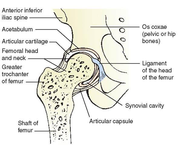  Hip joint. Section through right hip joint, showing insertion of head of femur into the acetabulum.