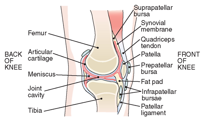 Knee joint (sagittal section).