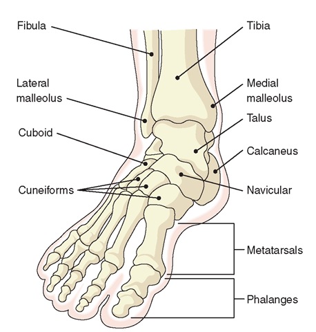 Bones of the right foot.