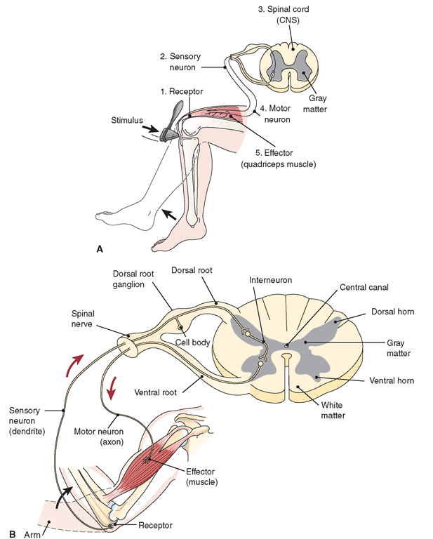 Reflex arcs, showing pathways of impulses in response to a stimulus. (A) The cross-section of the spinal cord shows the simplest reflex, the patellar (knee-jerk) reflex, which involves only sensory and motor neurons. (B) The response to a painful stimulus, such as a flame, also involves a central neuron. This is a three-neuron reflex arc.