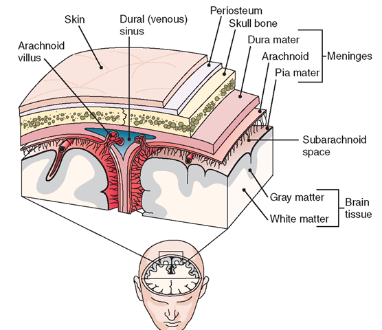 Frontal (coronal) section of the top of the head, showing meninges and related structures.
