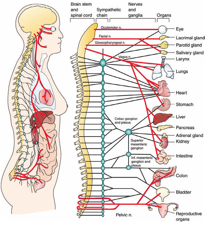  Anatomy ofthe autonomic nervous system. The red lines represent the parasympathetic nervous system (craniosacral division). The black lines represent the sympathetic nervous system (thoracolumbar division). (The oculomotor, facial, glossopharyngeal, and vagus nerves are cranial nerves, shown here to illustrate their autonomic functions.)