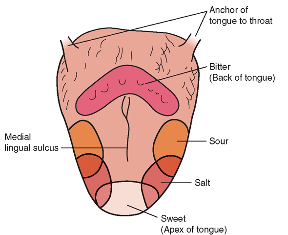 The dorsal surface of the tongue, viewed from above, showing the location of specific taste buds.