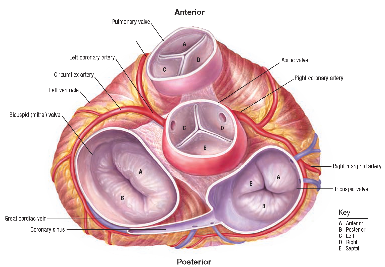 The Cardiovascular System Structure And Function Nursing Part 2