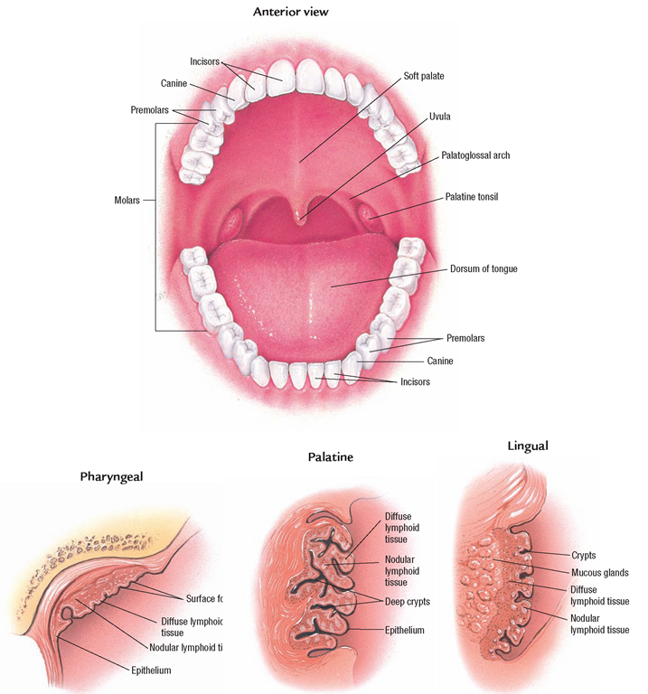 The tonsils are lymphatic tissue. They form a protective ring around the pharynx.