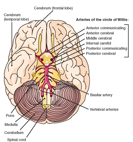 Arteries that supply the brain, viewed from behind. The arteries that make up the circle of Willis are shown in the center of the brain.