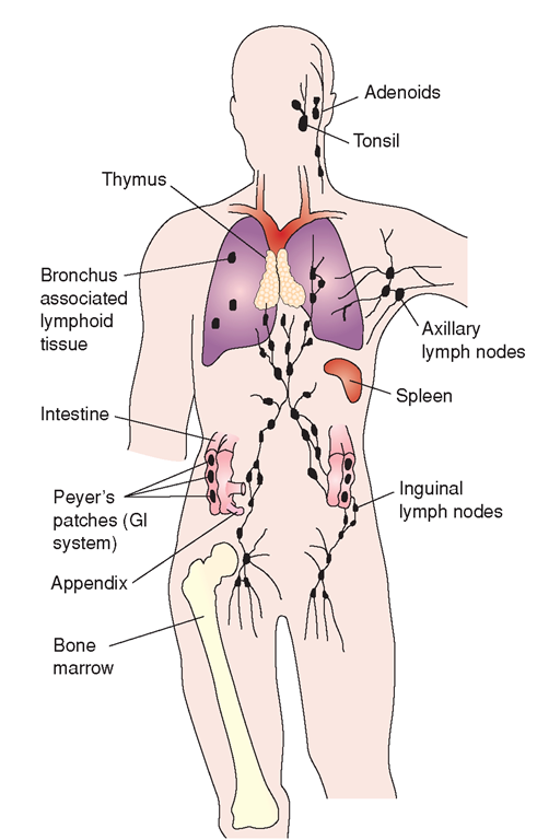 Central and peripheral lymphoid organs and tissues involved in the immune system.