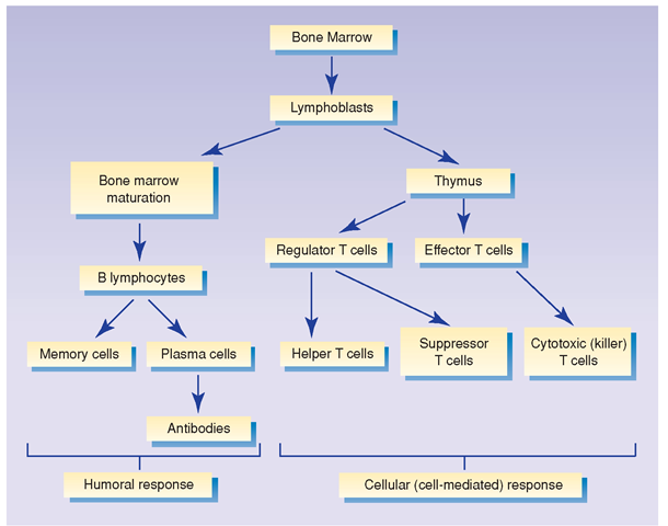 Development of the cells of the immune system.