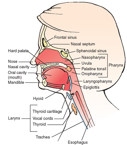 Anatomy of the upper respiratory tract.
