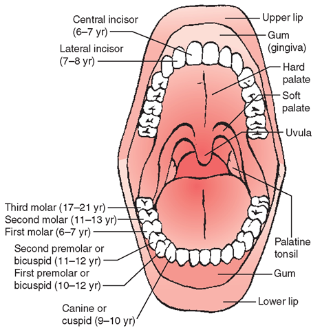  The adult mouth, showing the teeth and tonsils. Approximate ages for eruption of permanent teeth are shown.