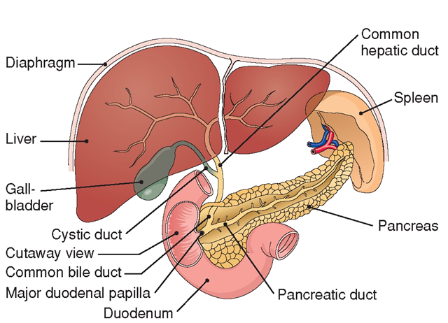 Accessory organs of digestion.