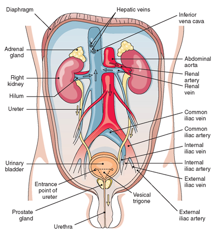 The male urinary system, with blood vessels, as viewed from the front. Yellow arrows indicate direction of urine flow. Red and blue arrows indicate direction of blood flow into and out of the kidney.The renal artery branches directly off the aorta.