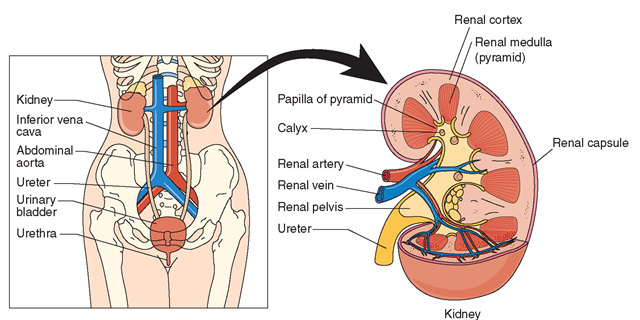 Internal structure of the kidney and blood vessels, and location in the female body.