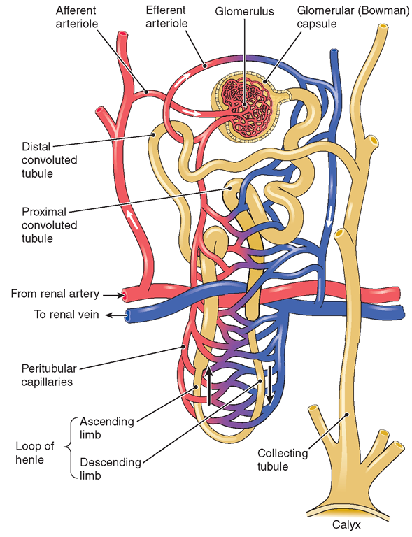  A nephron. Each kidney has about 1 million nephrons, which take two forms: cortical and jux-tamedullary Cortical nephrons are located in the cortex of the kidney; juxtamedullary nephrons are adjacent to the medulla. 