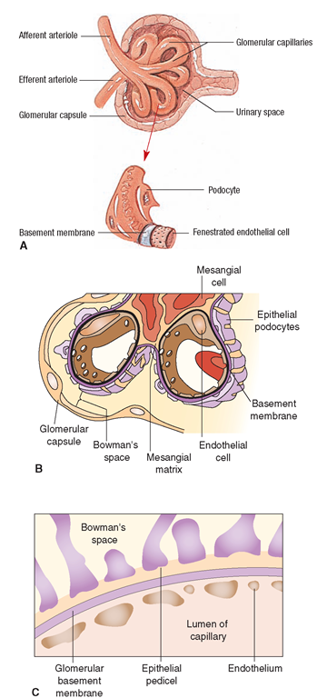 Renal corpuscle. (A) Structures of the glomerulus. (Source: Atlas of Human Anatomy, 2001.) (B) Position of the mesangial cells in relation to the capillary loops and Bowman’s capsule. (C) Cross-section of the glomerular membrane, showing the position of the epithelium (with epithelial pedicels), basement membrane, and endothelium.
