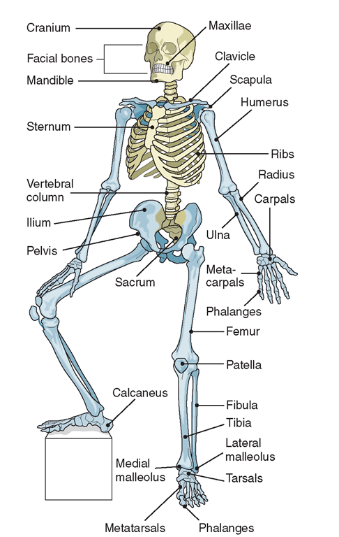 The skeleton.