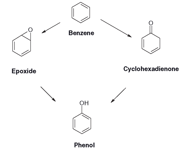 Main pathways of benzene hydroxylation 