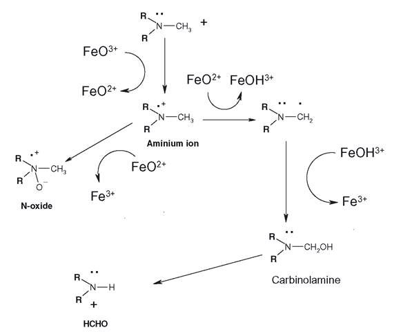 Pathways of CYP-mediated N-oxidation and N-dealkylation