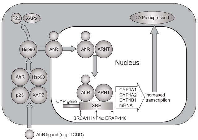  Basic mechanism of CYP1A1 and 1A2 induction: the AhR receptor binds the inducer alongside Hsp90, but only the AhR receptor and the inducer cross into the nucleus to meet ARNT and together they bind to DNA xenobiotic response elements (XRE). Co-activators which induce expression of the CYP isoforms include BRCA1, ERAP-140 and HNF4a