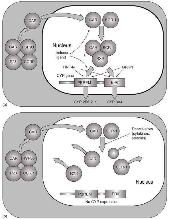  (a) Constitutive androstane receptor (CAR)-mediated control of CYP2 series and CYP3A4. CAR and SCR-1 bind the inducer ligand inside the nucleus, bind retinoic acid X receptor (RXR) and activate the CYP expression (b) Possible mechanism for the modulation of CAR-ligand activated CYP induction: a series of endogenous deactivators cause break up of the CAR/RXR/ SCR-1/ligand complex and induction is switched off