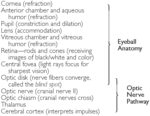 BOX 21-2. Light Transmission Through the Eye to the Brain