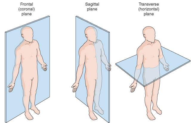 Body planes. The body is shown here in anatomic position. 