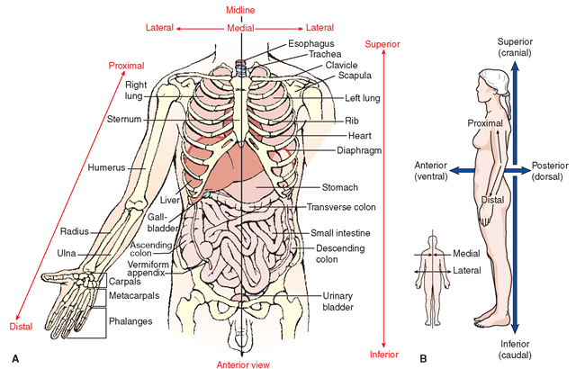 (A) Body directions assist in describing the location of organs or body positions. (B) Directional terms. 