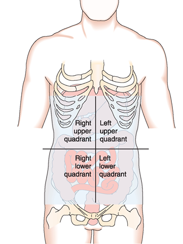 Quadrants of the abdomen, showing some of the organs within each quadrant. 