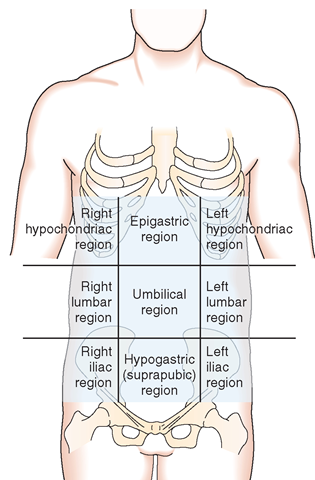 The nine regions of the abdomen. 