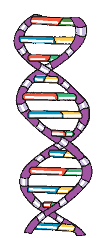 A DNA molecule (simplified), showing the double strands. This is called a double helix. 