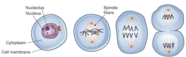 A simplified version of mitosis: The centrioles within the centrosome divide, the chromatin material of the nucleus changes into rod-shaped chromosomes, and two daughter cells form within the cell membrane. The daughter cells then split into two distinct cells that are identical to the original cell. The cell shown is for illustration purposes only. (It is not a human cell, which has 46 chromosomes—23 pairs). 